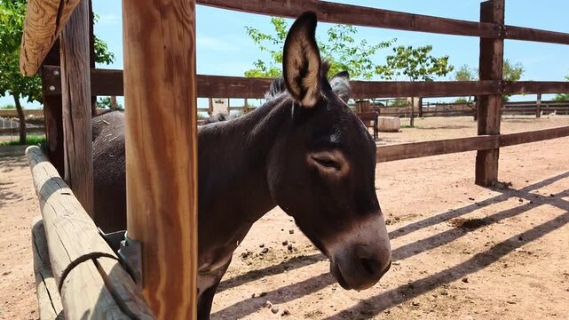Black donkey looking through wooden fence in sunny animal enclosure