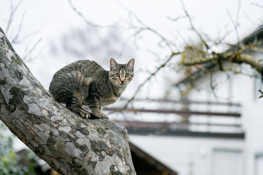 Tabby cat sitting on a thick tree branch outdoors in garden looking at camera, curious domestic pet.