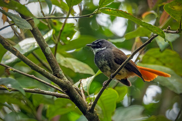 Fototapeta premium A detailed wildlife portrait of a beautiful small bird, likely a fantail species, featuring a dark head, a distinct white throat patch, and a striking bright rufous-orange tail