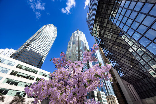 Toronto financial district skyscrapers beneath spring blossoms