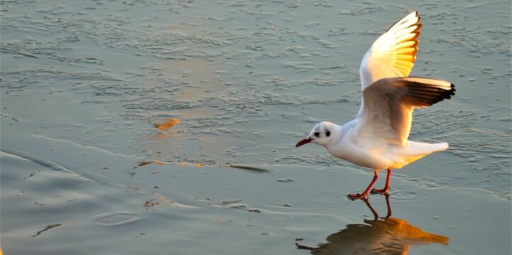 Seagull standing on the frozen icy lake in the golden sunset, seabird background