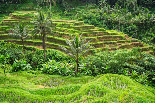 Lush rice terraces and palm trees in Bali, Indonesia