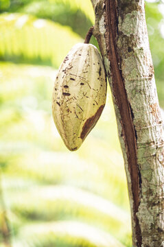 Cacao pod hanging from Theobroma cacao tree trunk