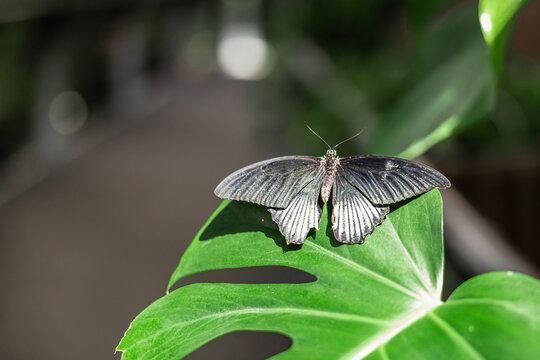 Black butterfly resting on tropical leaf in botanical garden