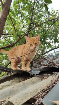 A cute orange  cat standing on a corrugated roof