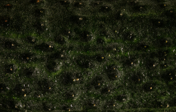 Dark green cucumber skin texture with bumpy macro detail