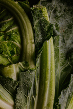 Close-up of fresh cauliflower leaf with water droplets
