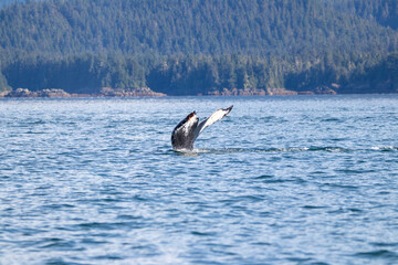 Fototapeta premium A North Pacific Humpback Whale in Alaska