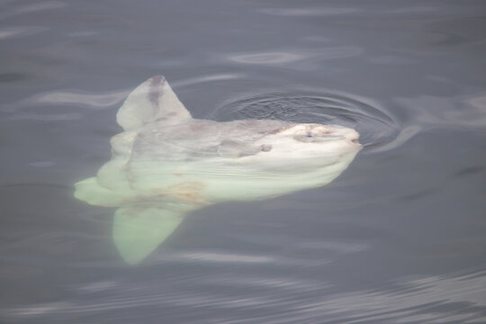 A Mola mola near Vancouver Island