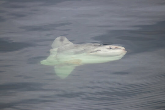 A Mola mola near Vancouver Island