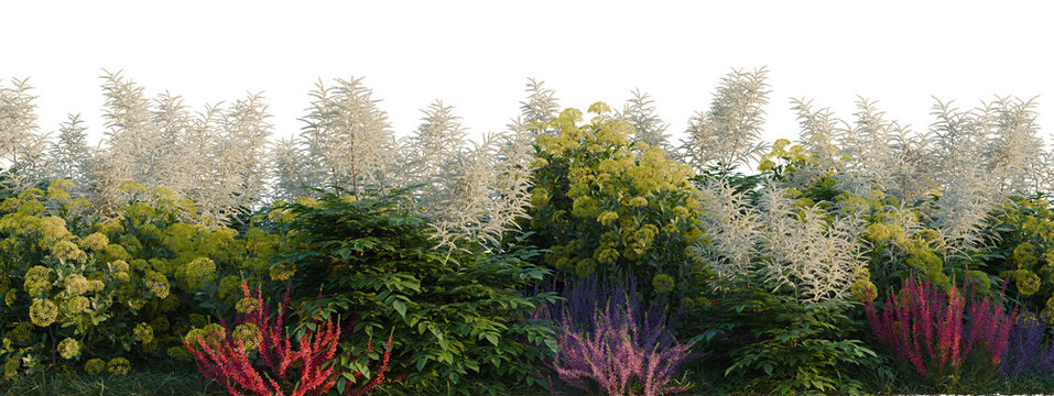 Aruncus sylvester, Bupleurum fruticosum and Calluna vul tree shrub, plant bush, cutout, isolate transparent background, Lush Garden Border with Diverse Flowers and Foliage - A Vibrant Natural Scene