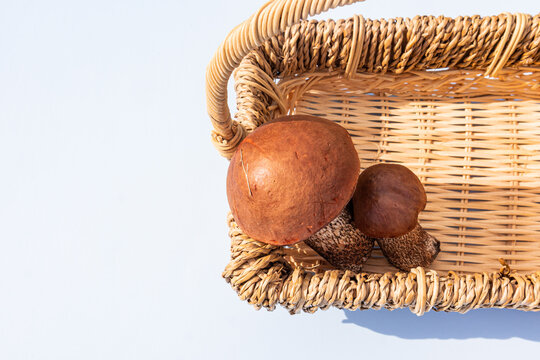 Leccinum versipelle mushrooms in wicker basket on white