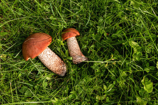Aspen bolete mushrooms in green grass during autumn