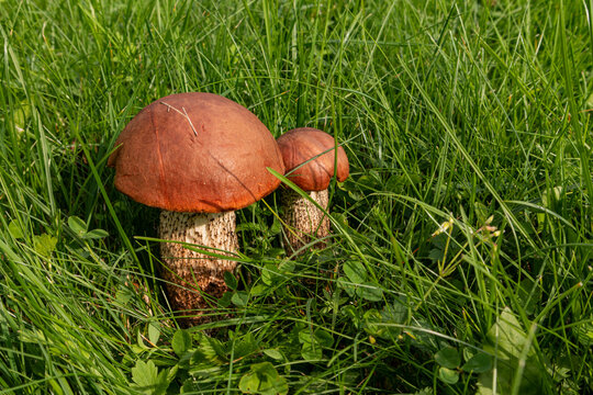 Aspen bolete mushrooms growing in green autumn grass