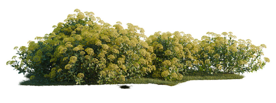 Bupleurum fruticosum tree shrub, plant bush, cutout, isolate transparent background, Lush Green Flowering Bush on Transparent Background - Perfect for Design Elements