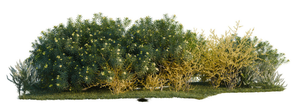 Cascabela thevetia, Erica arborea and Forsythia suspens tree shrub, plant bush, cutout, isolate transparent background, Dense shrubbery with foliage and wildflowers along a grassy verge