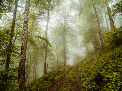 Misty woodland with towering trees and lush green foliage