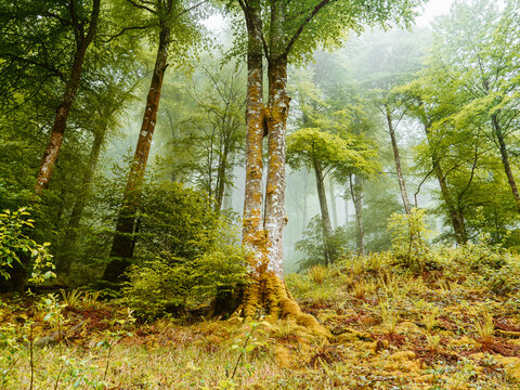 Misty woodland with mossy tree trunks and green foliage