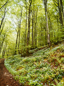 Sunlit forest path beneath a lush green tree canopy