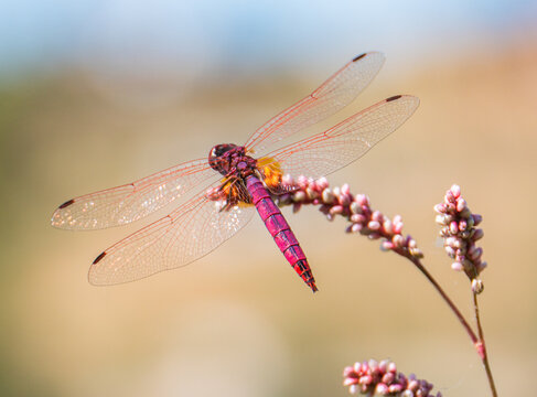 Red dragonfly with translucent wings on purple flower
