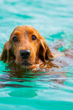 Wet golden retriever swim in turquoise water
