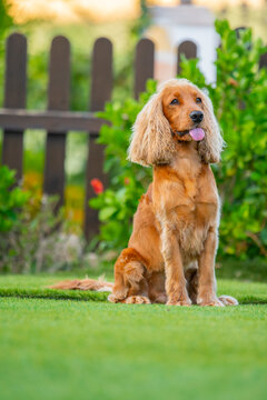 Golden cocker spaniel sit on lawn in sunny garden