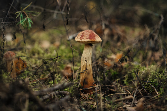 Wild bolete mushroom on a mossy forest floor