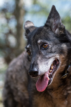 Portrait of a grey wolf-like dog looking down to the left
