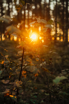 Golden sunset shine through autumn forest foliage