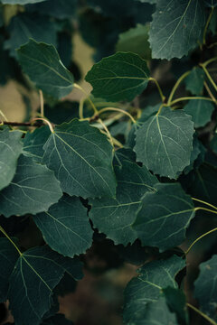 Dark green tree leaves with detailed natural vein texture