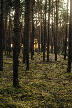 Sunlight through pine forest with mossy woodland floor