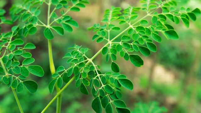 Close up of fresh green moringa oleifera leaves growing on branch outdoors. Superfood botanical plant used for herbal medicine, health, and wellness