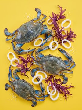Blue crab and squid with seaweed on yellow background