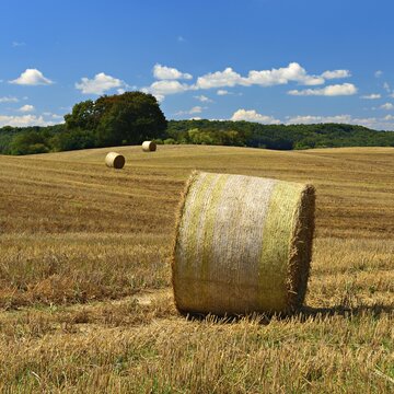 Typical hilly landscape with copses, stubble field with round straw bales, summer landscape under blue sky with (cumulus) clouds, Uckermark, Brandenburg, Germany