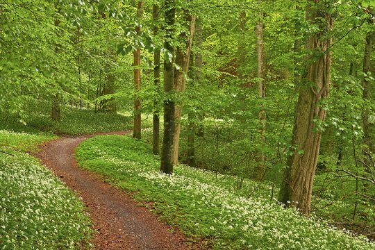Hiking trail through Common beeches forest (Fagus sylvatica), with flowering Ramsons (Allium ursinum), Sihlwald Wilderness Park, Canton Zurich, Switzerland