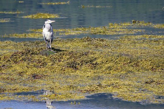 Grey heron standing in the water surrounded by algae on the loch, Loch Eil, Scotland, Great Britain
