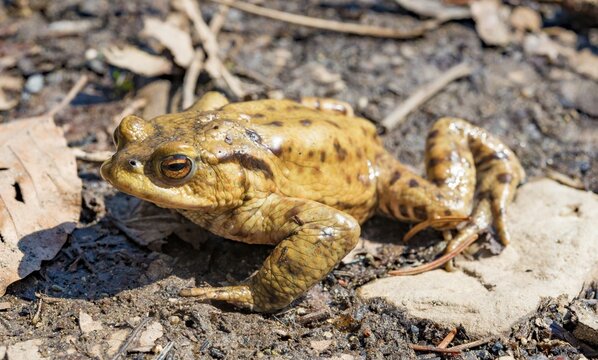 Common toad (Bufo bufo), Mating season, Stallauer Weiher, Bavaria, Germany