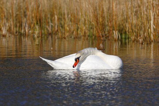 Mute swan (Cygnus olor) swimming in the water, Schleswig-Holstein, Germany