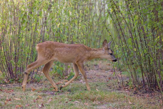 A female roe deer (Capreolus capreolus), runs through a nettle thicket