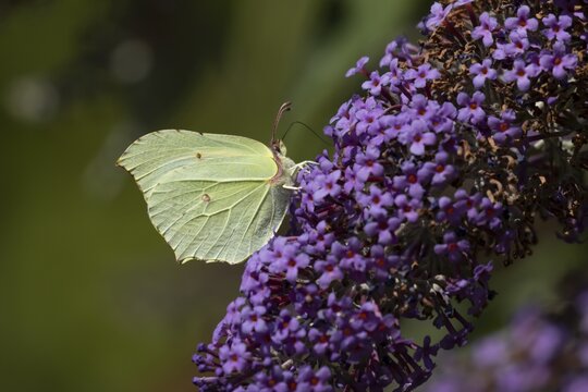 Brimstone butterfly (Gonepteryx rhamni) adult insect feeding on garden purple Buddleia or Buddleja flowers in summer, England, United Kingdom