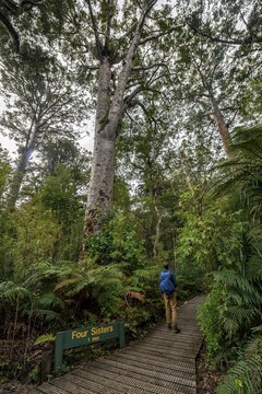 Young man on hiking trail in Kauri Forest, Kauri Walks, Four Sisters, Waipoua Forest, Northland, North Island, New Zealand