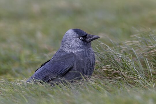 Something attracts the attention of the jackdaw (Corvus monedula), Germany