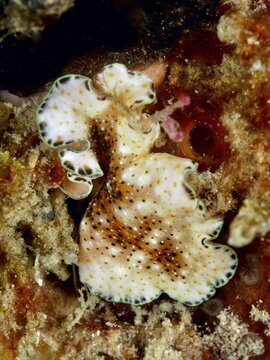 Spotted flatworm with wavy edges, spotted vortex worm (Pseudoceros), on the seabed, Spice Reef dive site, Penyapangan, Bali, Indonesia
