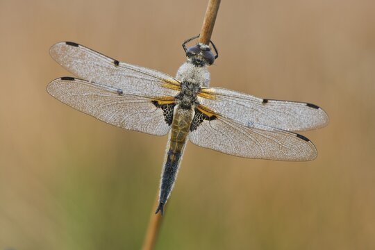 Four-spotted chaser (Libellula quadrimaculata), Emsland, Lower Saxony, Germany