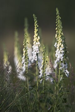 Common foxglove (Digitalis purpurea), Province of Drenthe, Netherlands