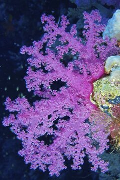 Hemprich's tree coral (Dendronephthya hemprichi), Daedalus reef dive site, Red Sea, Egypt