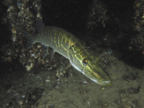 A striped fish, pike (Esox lucius), swims past a dark, shell-covered background. Quagga scallop (Dreissena rostriformis bugensis), invasive species. Dive site Wildsau, Berlingen, Lake Constance, Switzerland