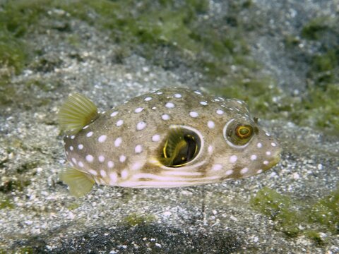 A small white-spotted pufferfish (Arothron hispidus) hovers over a sandy bottom, dive site Secret Bay, Gilimanuk, Bali, Indonesia