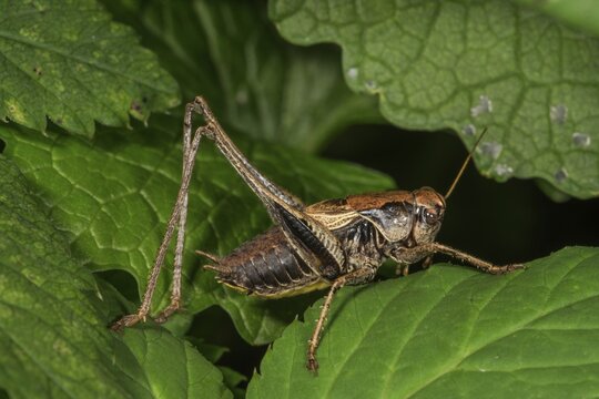 Dark bush-cricket (Pholidoptera griseoaptera) Male on a leaf, Baden- W&uuml;rttemberg, Germany