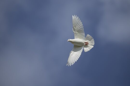 White dove (Streptopelia risoria) in flight, Suffolk, England, United Kingdom